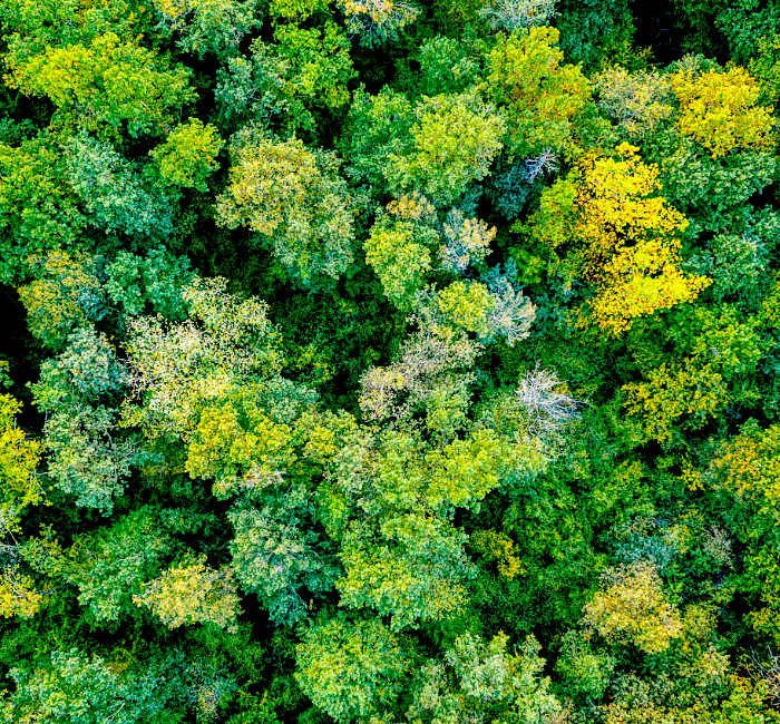 Wald aus der Vogelperspektive