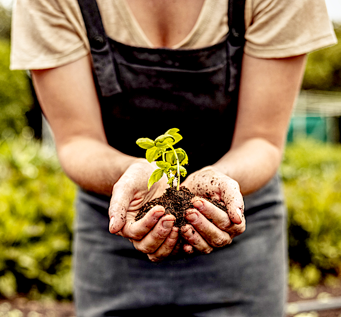 Eine Frau in Gartenkleidung mit Erde und einer wachsenden Pflanze in der Hand