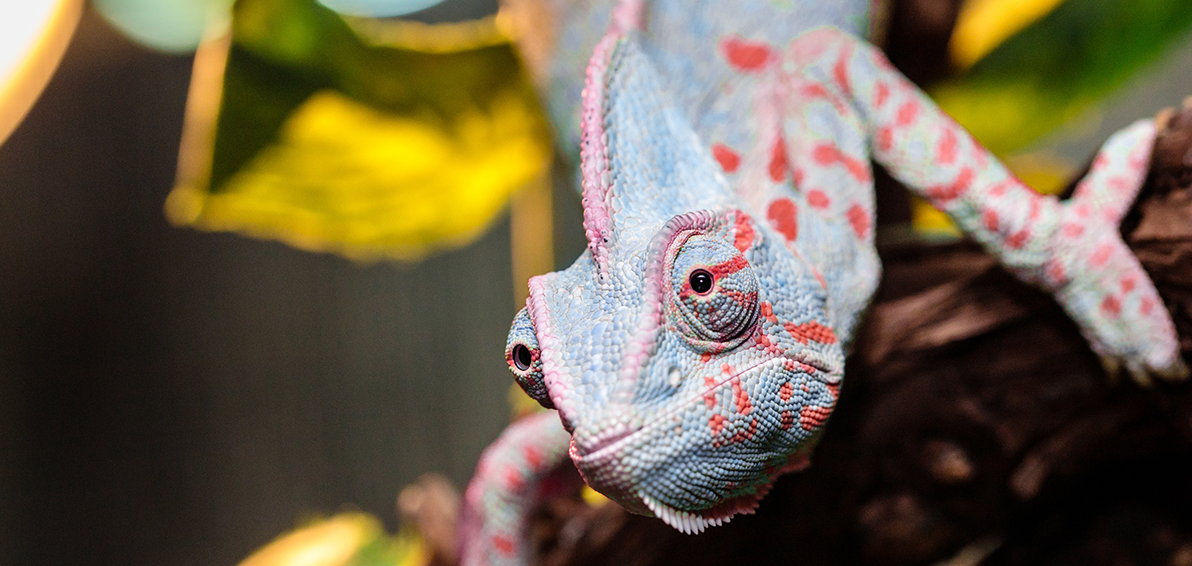 chameleon